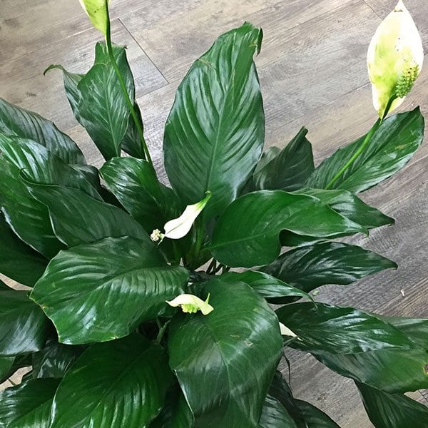 Spathiphyllum