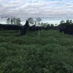 Hurrican Matheew in October 2016