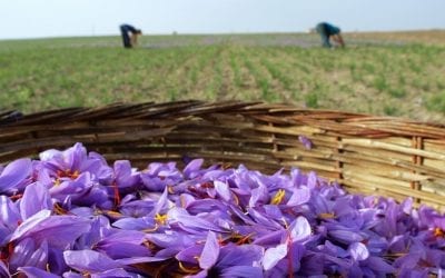 Wage Increases Mandated For H-2A Workers