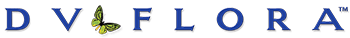 DV Flora