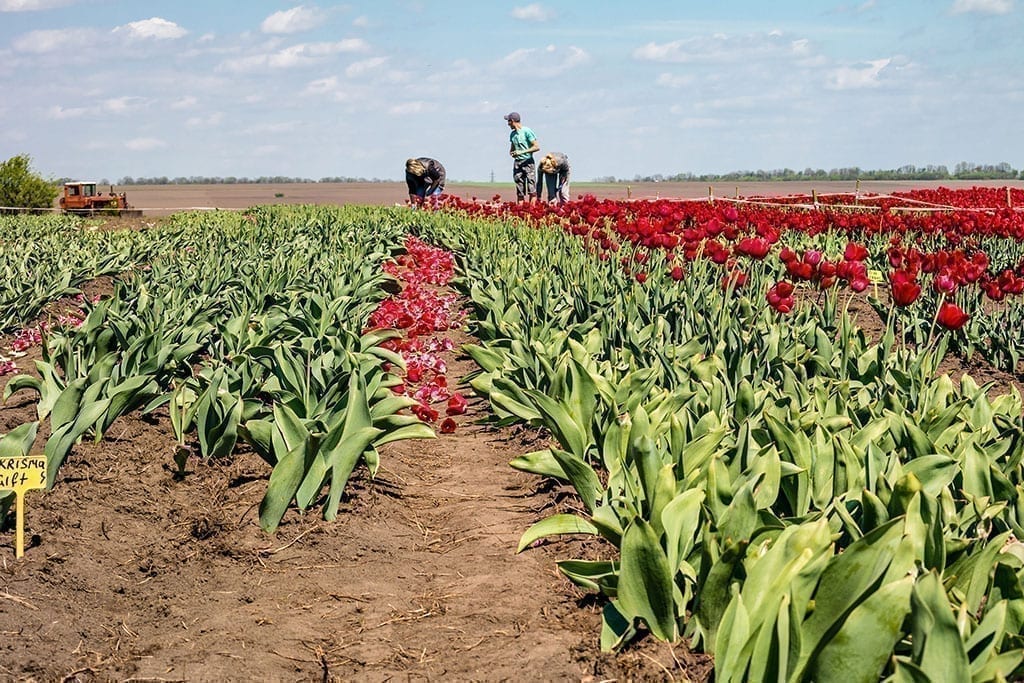 tulips field