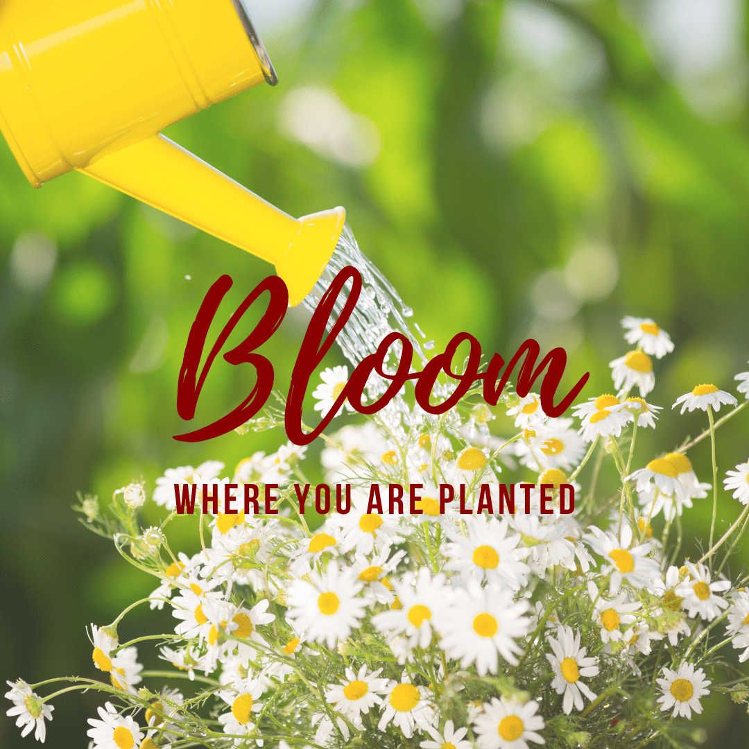 Bloom where you are planted Valentine's Day - banner ad 177x175 pixels