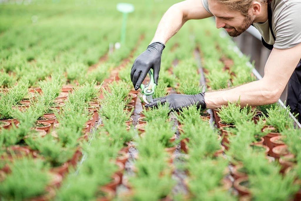 Time: The Ultimate Need in Sourcing Plants
