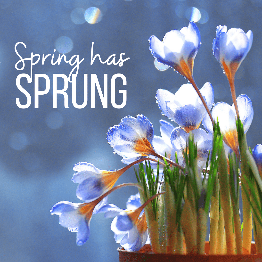 Spring Has Sprung Valentine's Day - banner ad 177x175 pixels