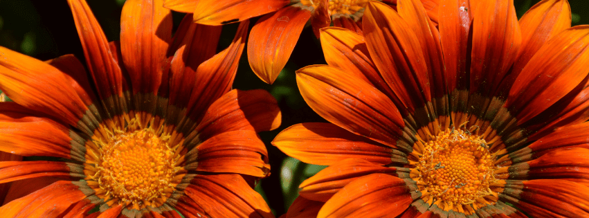 Web Banner Fall 851 Celebrate Fall - send flowers