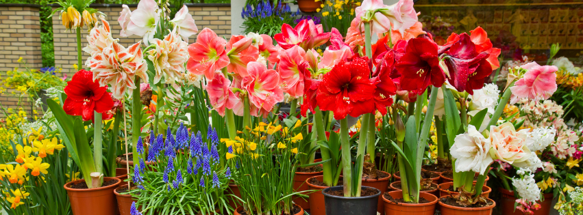 Web Banner Summer 851 Summer Flowers