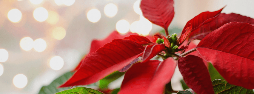 Web Banner Winter 851 Winter flowers