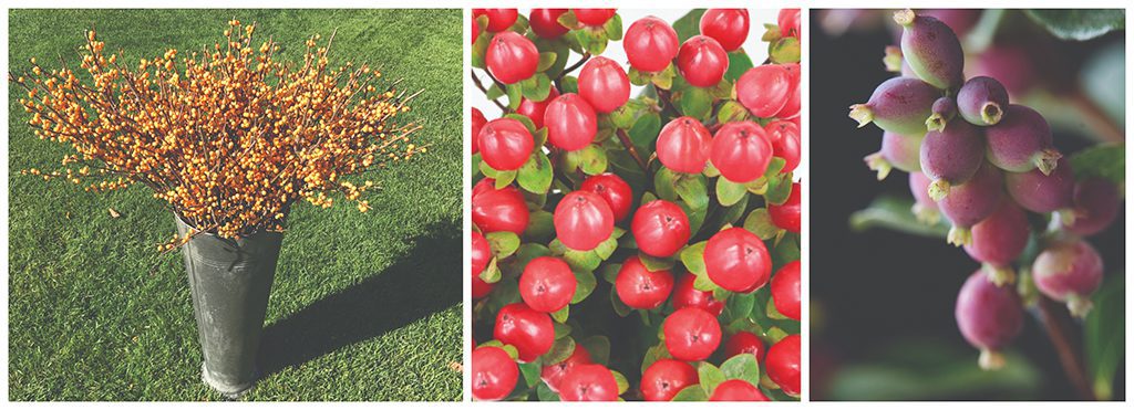 Add Ornamental Berries to Complement Any Flower