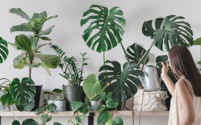 Attract New Types of Plant Parents