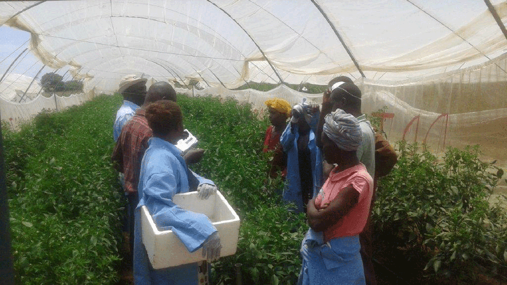 Floriculture Sustainability Initiative Drives Global Change