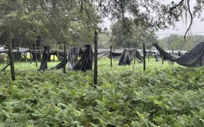 Hurricane Devastation Has Long-Term Implications for Floral Industry