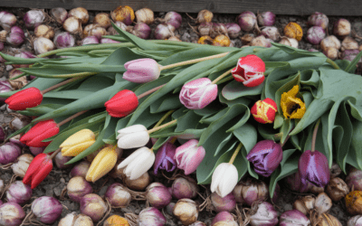 Fewer Tulips, Higher Prices Expected in 2025