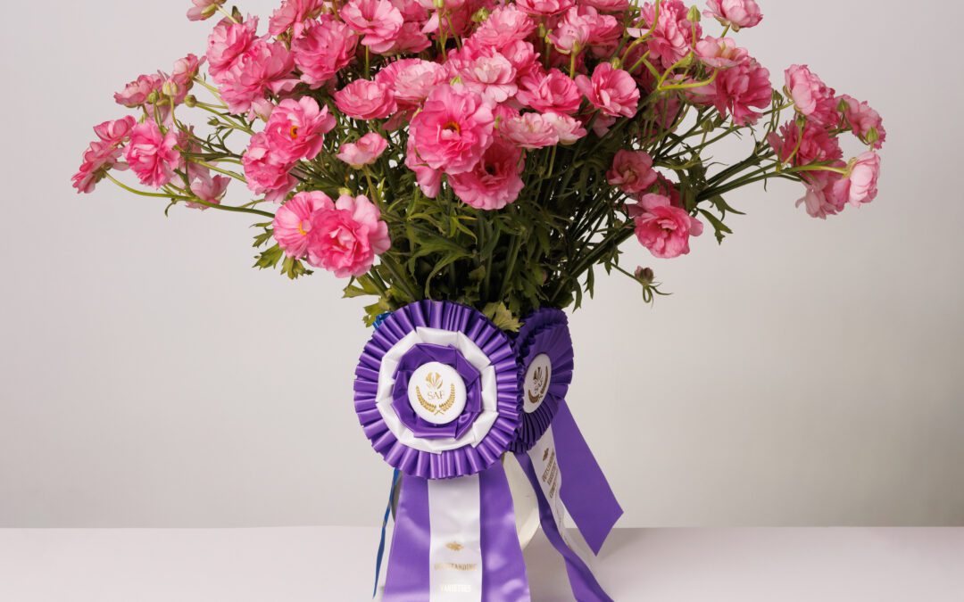 Ranunculus ‘Moderna Dolce’ Wins Best in Show  