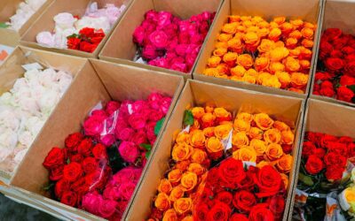 SAF, IFPA Urge Tariff Exemption for All Cut Flowers