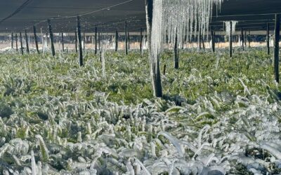 Amidst Extreme Cold and Snow, Supply Chain is ‘Still Holding’
